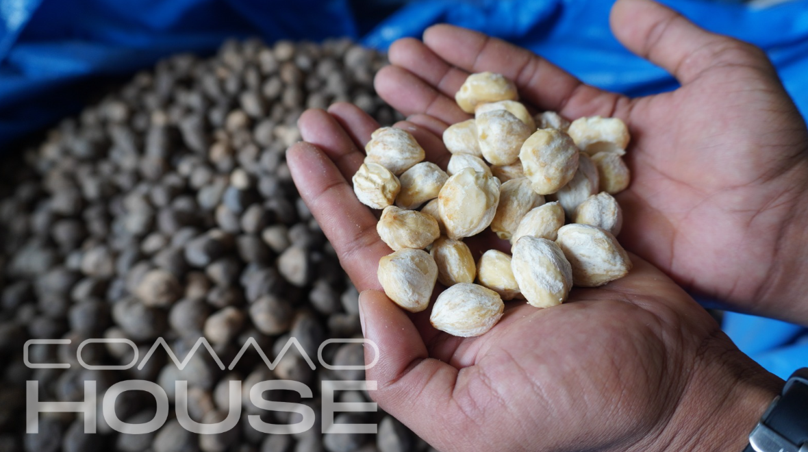 Candlenut Kernel (Kemiri)
